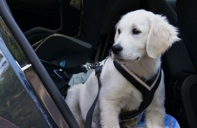 White dog in harness in the back seat of a car - unrestrained pets
