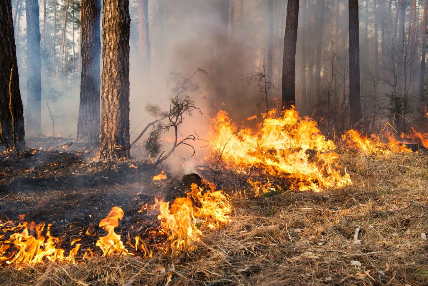 Wildfire on forest floor - Portuguese children