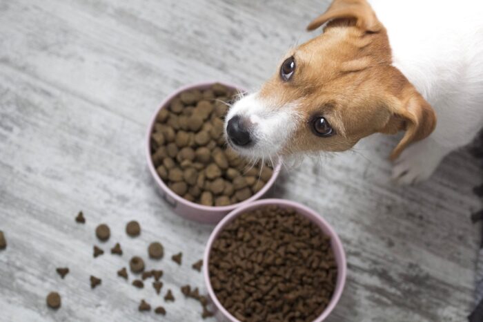 Dog Jack Russell Terrier cannot choose what food is