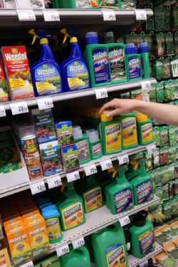 Pesticides on a store shelf regarding information on whehter or not Glyphosate is safe