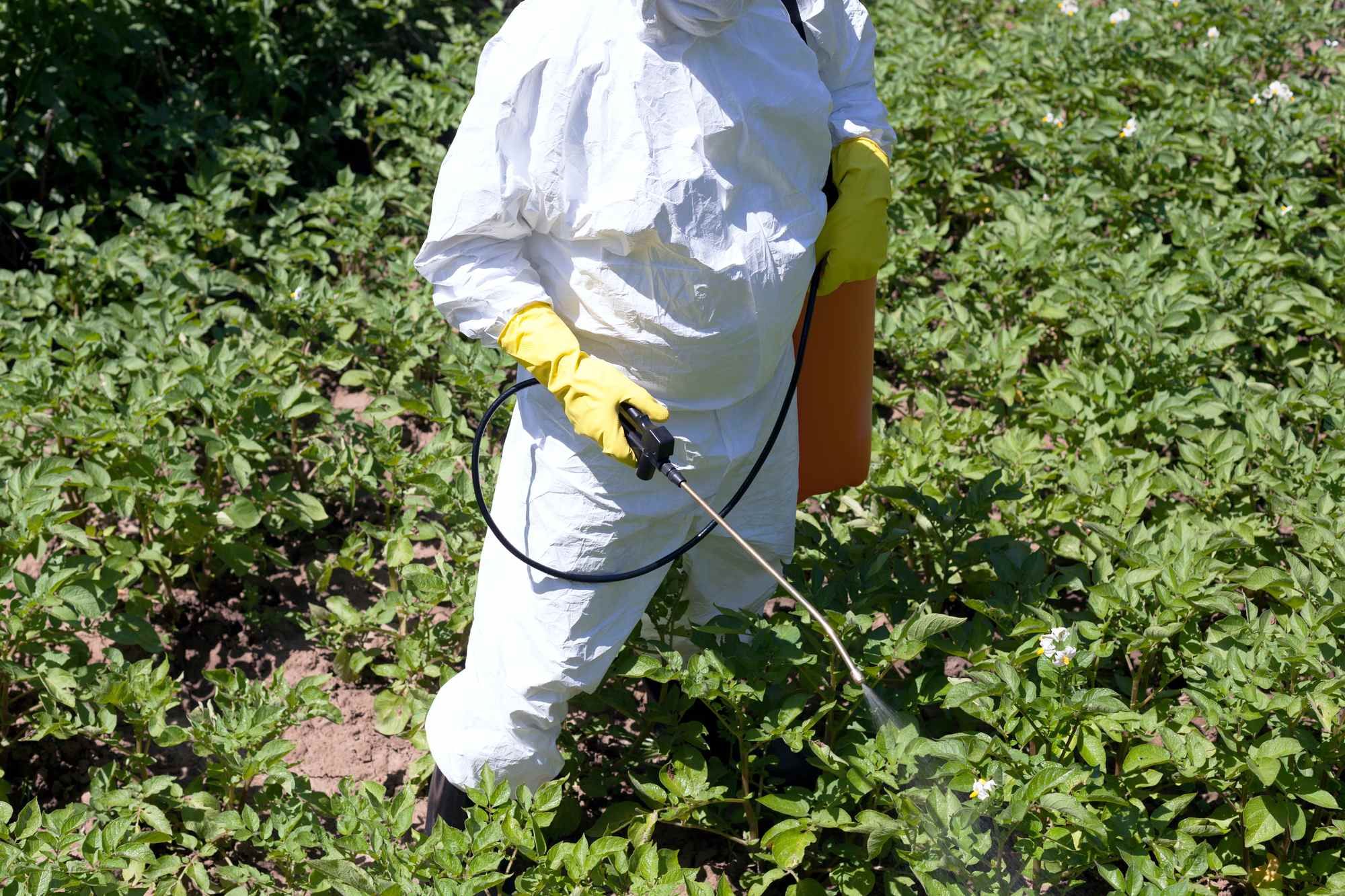 Worker spraying herbicides regarding information on whether glyphosate is safe or not