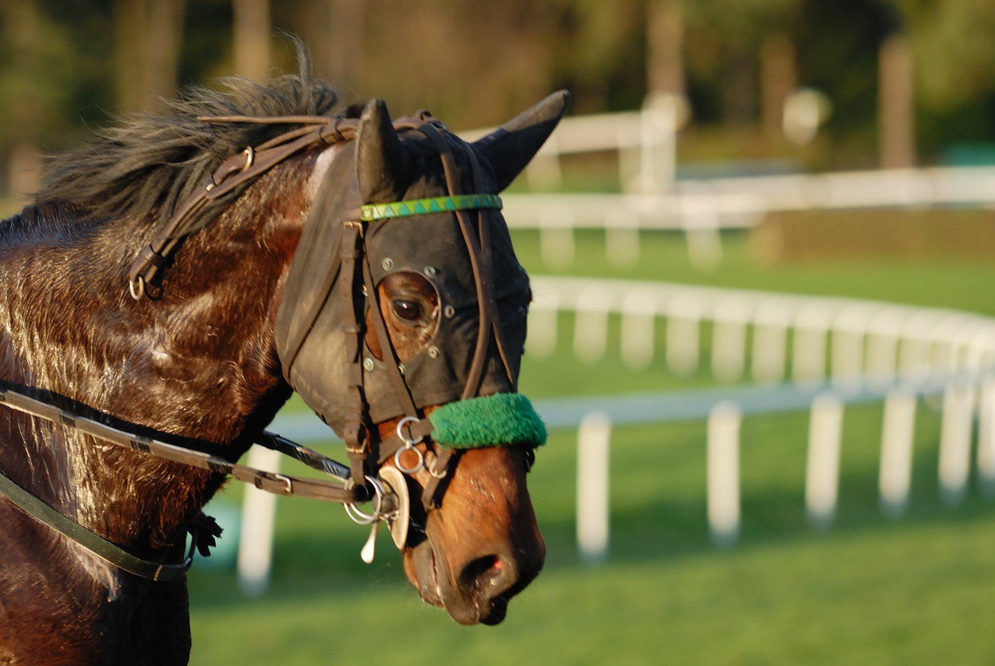 Horse at racetrakc regarding the standardbre breeders class action lawsuit win