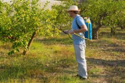 A person spraying glyphosate in roundup on plants regarding information on cancer claims 