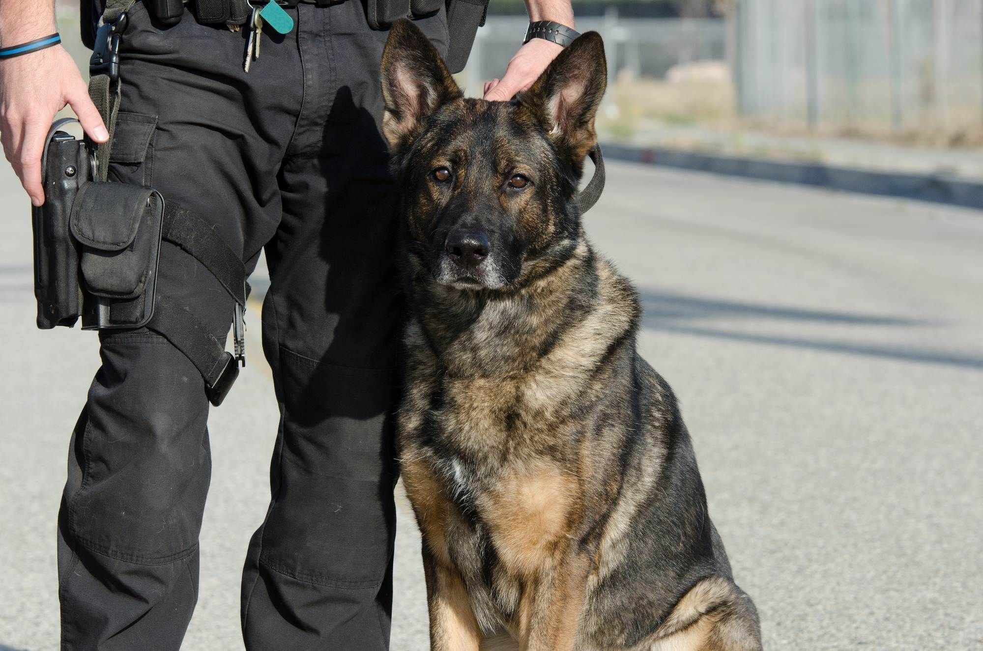 Officer and police dog regarding the vicious RCMP dog attack lawsuit
