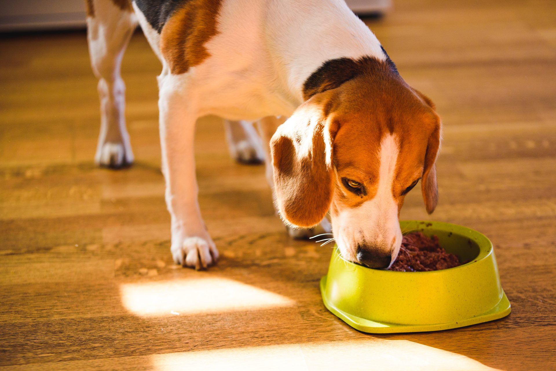 A beagle eats canned food from a yellow food bowl - hill's pet nutrition