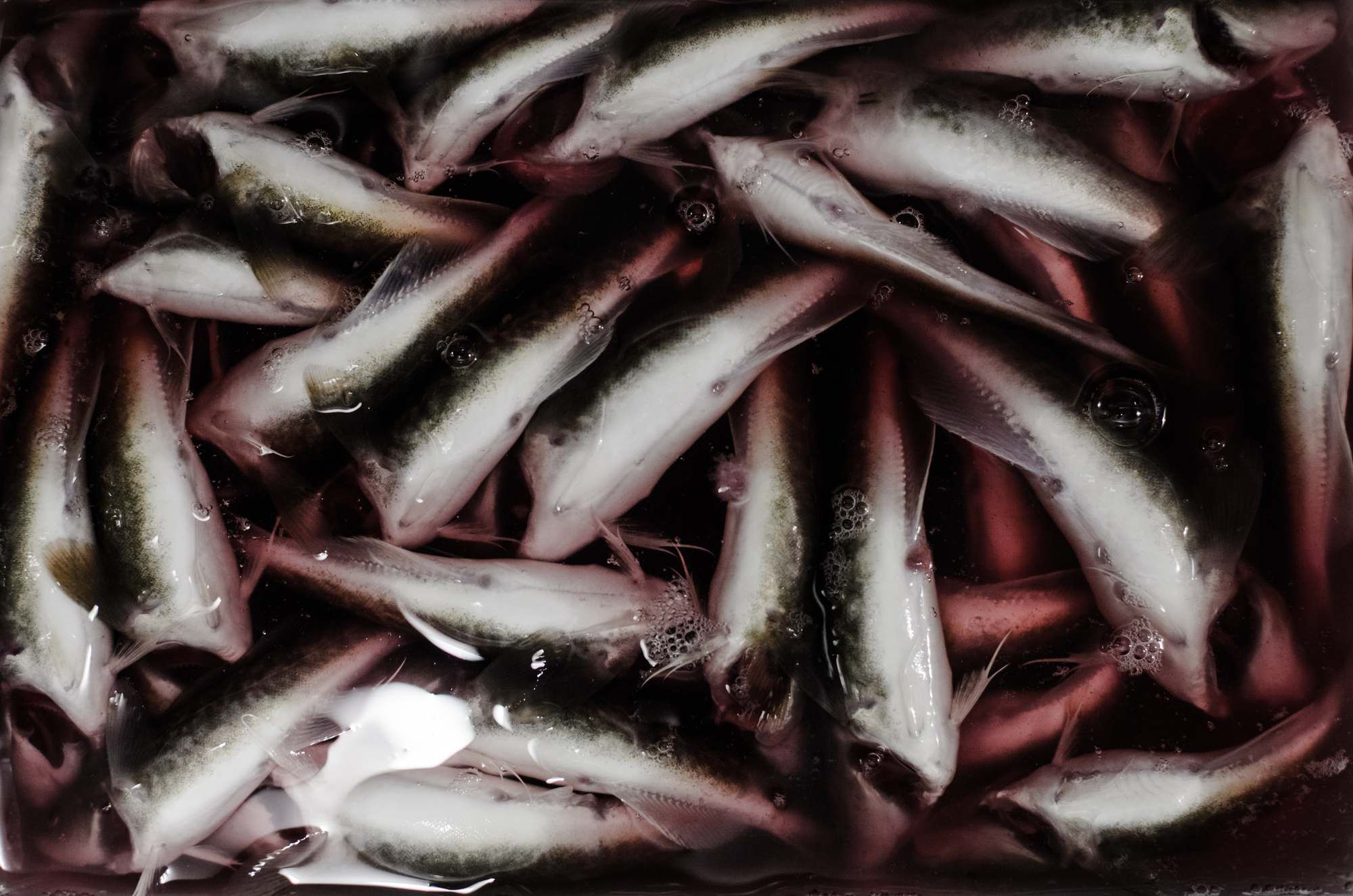 The Canadian government is cracking down on fish fraud. 