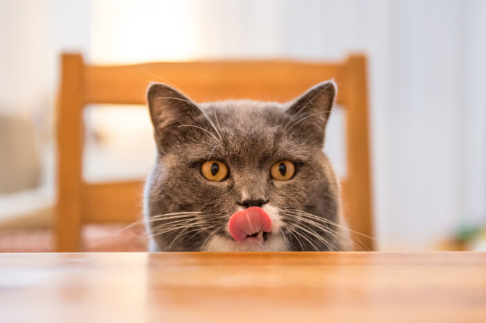whiskas cat food