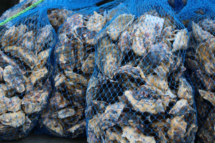 Oysters in blue netting, just caught in the Baynes Sound, Fanny Bay, Vancouver Island, BC, Canada