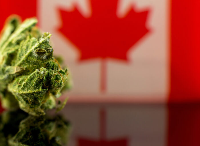 Flower marijuana and oil cannabis with Canadian flag on the mirror background.