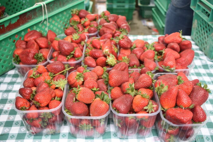 Photo of strawberries being packaged.