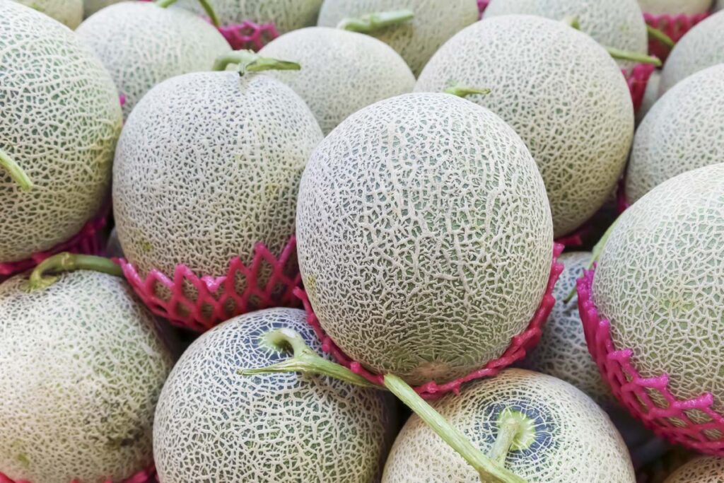 Close up of a group of cantaloupe, representing the cantaloupe recall.