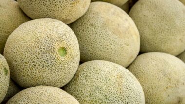 Close up of cantaloupe melons, representing the cantaloupe recall.